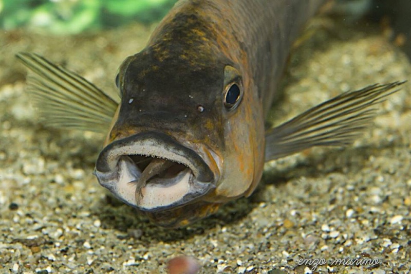 Petrochromis sp. 'red' Mahale Mountains NP